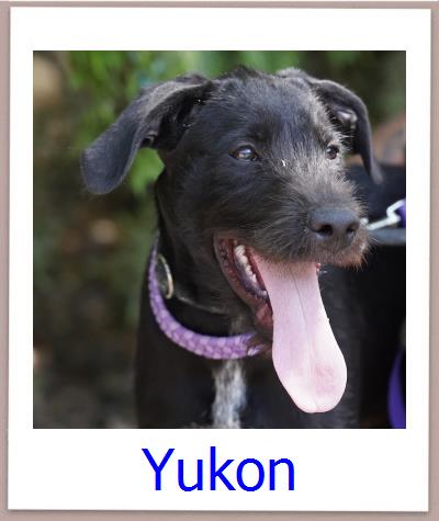 Yukon Tierschutz Zypern Hund prof