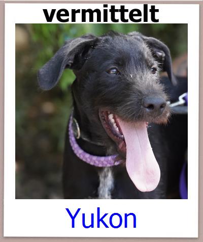 Yukon Tierschutz Zypern Hund prof