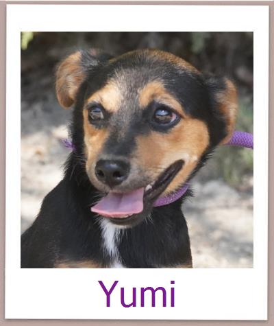 Yumi Tierschutz Zypern Hund prof