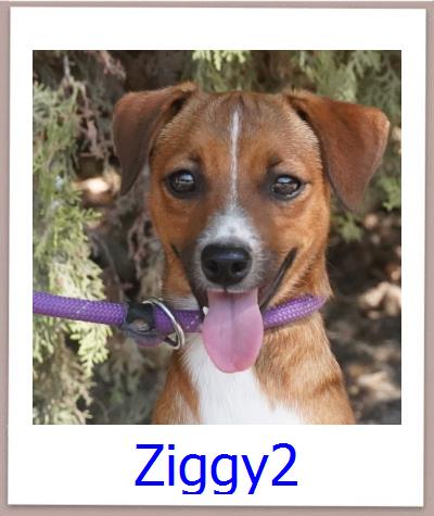 Ziggy2 Tierschutz Zypern Hund prof