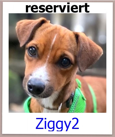 Ziggy2 Tierschutz Zypern Hund prof