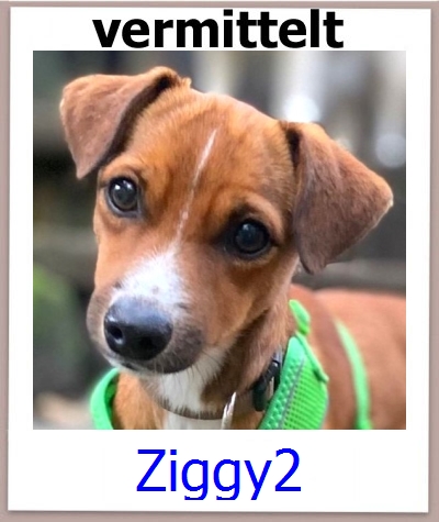 Ziggy2 Tierschutz Zypern Hund prof