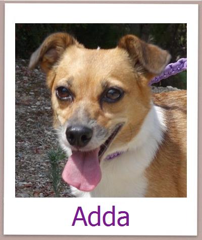 Adda Tierschutz Zypern Hund prof