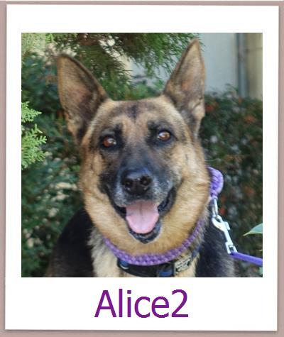 Alice2 Tierschutz Zypern Hund prof