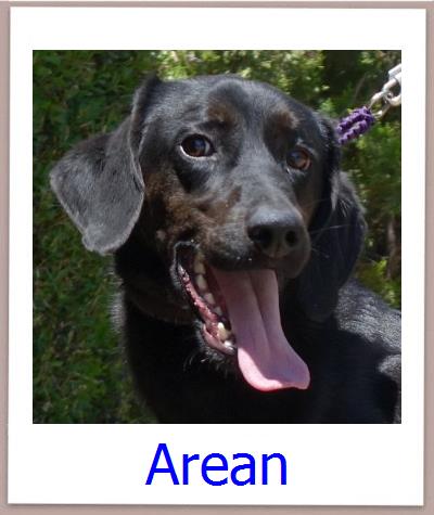 Arean Tierschutz Zypern Hund prof