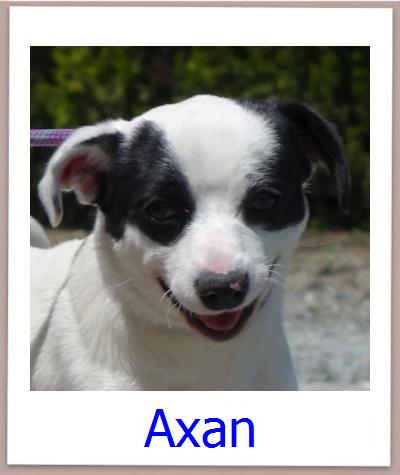 Axan Tierschutz Zypern Hund prof