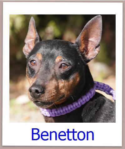 Benetton Tierschutz Zypern Hund prof