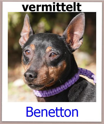 Benetton Tierschutz Zypern Hund prof