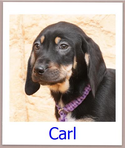 Carl Tierschutz Zypern Hund prof