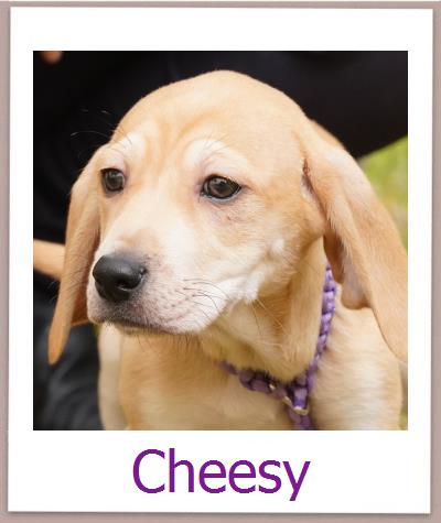 Cheesy Tierschutz Zypern Hund prof