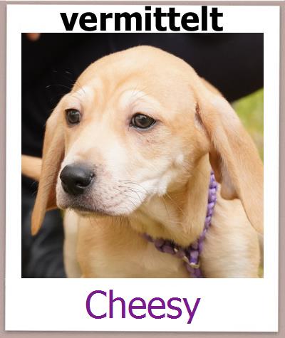 Cheesy Tierschutz Zypern Hund prof