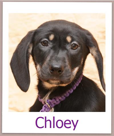 Chloey Tierschutz Zypern Hund prof