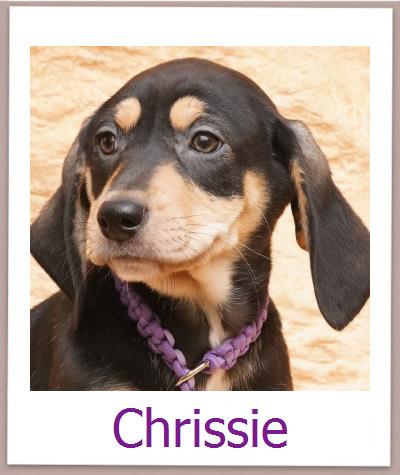 Chrissie Tierschutz Zypern Hund prof