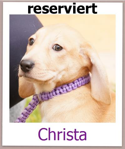 Christa Tierschutz Zypern Hund prof