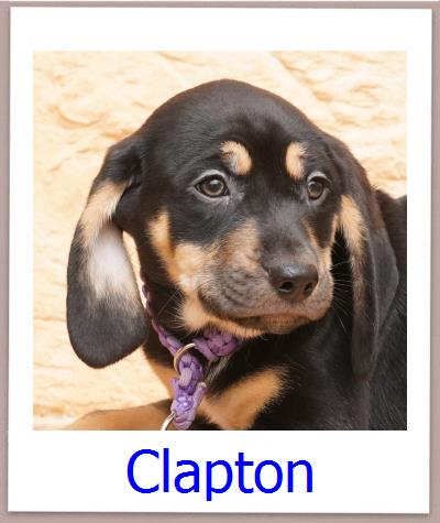 Clapton Tierschutz Zypern Hund prof