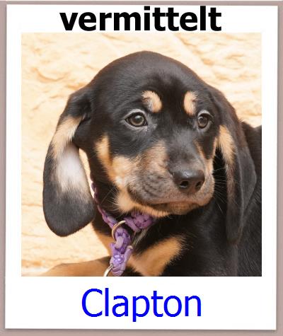 Clapton Tierschutz Zypern Hund prof