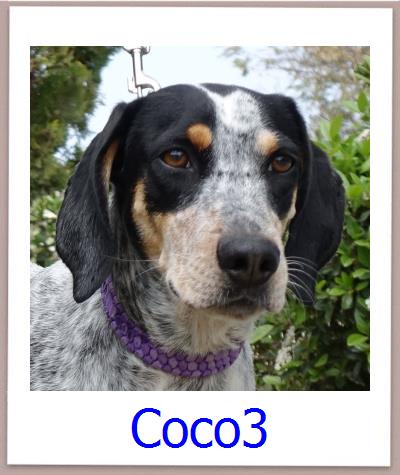 Coco3 Tierschutz Zypern Hund prof