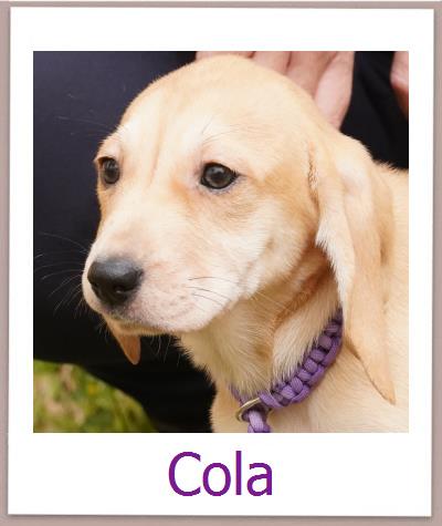 Cola Tierschutz Zypern Hund prof