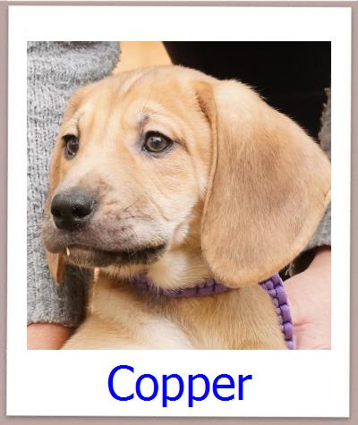 Copper Tierschutz Zypern Hund prof