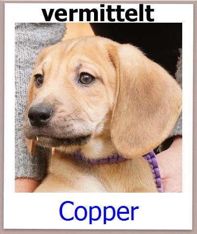Copper Tierschutz Zypern Hund prof