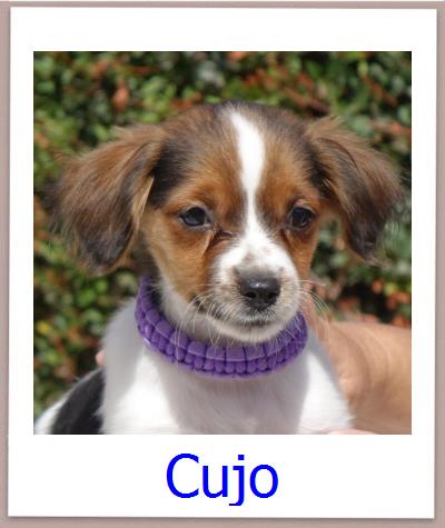 Cujo Tierschutz Zypern Hund prof