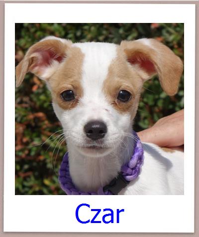 Czar Tierschutz Zypern Hund prof