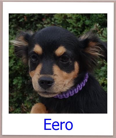Eero Tierschutz Zypern Hund prof