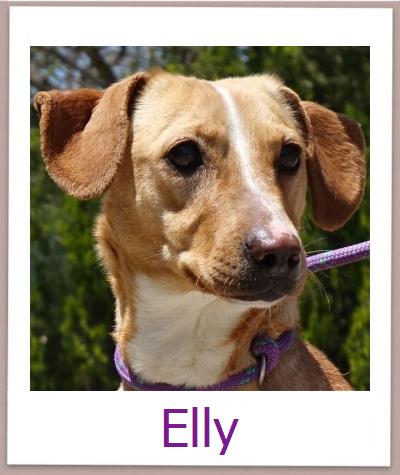 Elly Tierschutz Zypern Hund prof