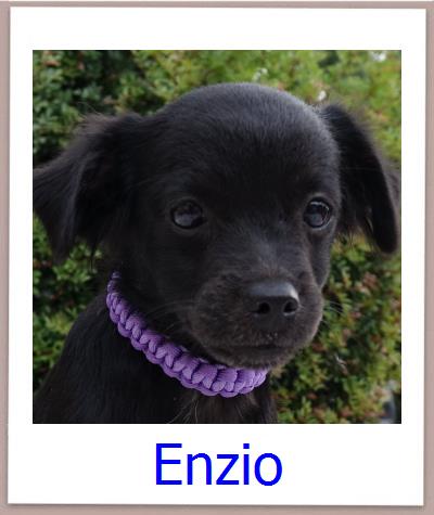 Enzio Tierschutz Zypern Hund prof