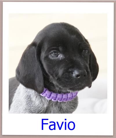 Favio Tierschutz Zypern Hund prof