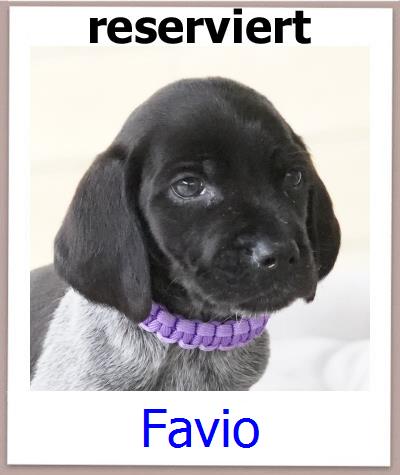 Favio Tierschutz Zypern Hund prof