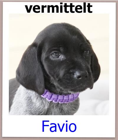 Favio Tierschutz Zypern Hund prof