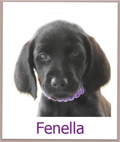 Fenella Tierschutz Zypern Hund prof