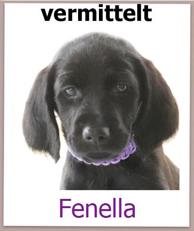 Fenella Tierschutz Zypern Hund prof