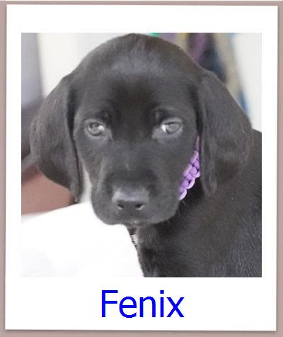 Fenix Tierschutz Zypern Hund prof