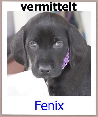 Fenix Tierschutz Zypern Hund prof