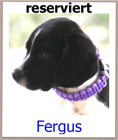 Fergus Tierschutz Zypern Hund prof