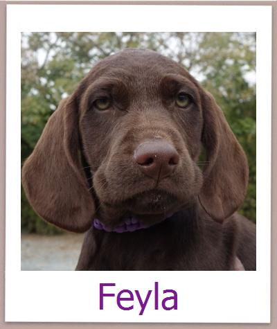 Feyla Tierschutz Zypern Hund prof