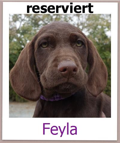 Feyla Tierschutz Zypern Hund prof