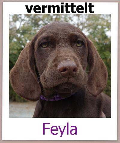 Feyla Tierschutz Zypern Hund prof