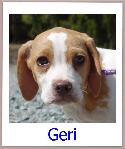 Geri Tierschutz Zypern Hund prof
