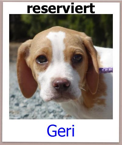 Geri Tierschutz Zypern Hund prof