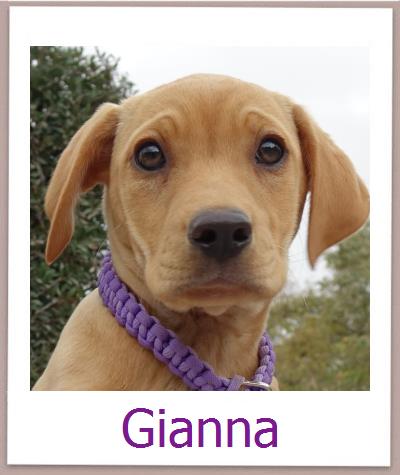 Gianna Tierschutz Zypern Hund prof