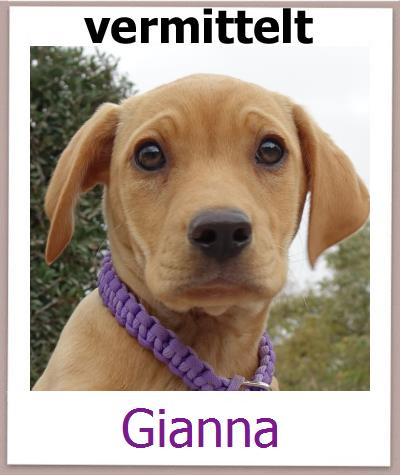 Gianna Tierschutz Zypern Hund prof