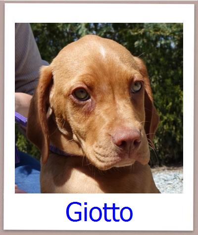 Giotto Tierschutz Zypern Hund prof