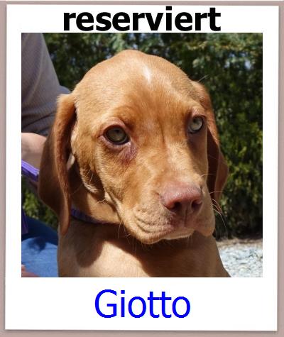 Giotto Tierschutz Zypern Hund prof