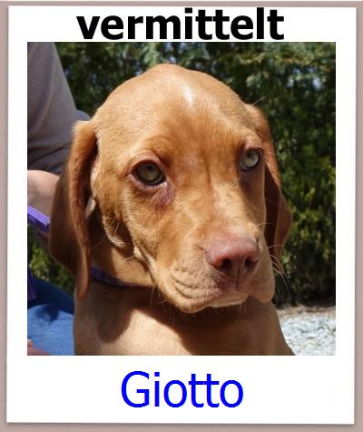 Giotto Tierschutz Zypern Hund prof