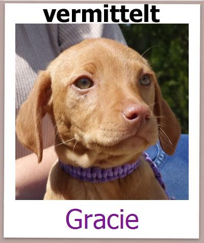 Gracie Tierschutz Zypern Hund prof