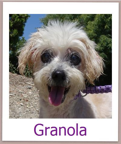 Granola Tierschutz Zypern Hund prof