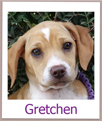 Gretchen Tierschutz Zypern Hund prof